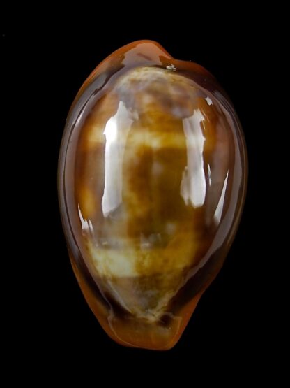Zonaria pyrum insularum nigromarginata 31,9 mm Gem-19295