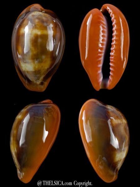 Zonaria pyrum insularum nigromarginata 31,9 mm Gem-0