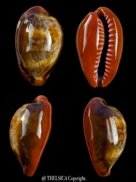 Zonaria pyrum insularum nigromarginata 32,2 mm F+++/Gem-0