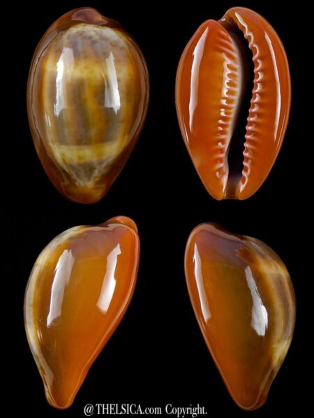 Zonaria pyrum insularum nigromarginata 32,3 mm Gem-0