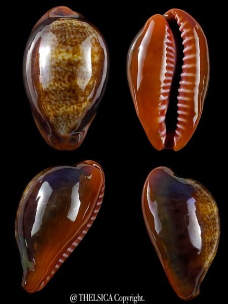 Zonaria pyrum insularum nigromarginata 33,6 mm Gem-0