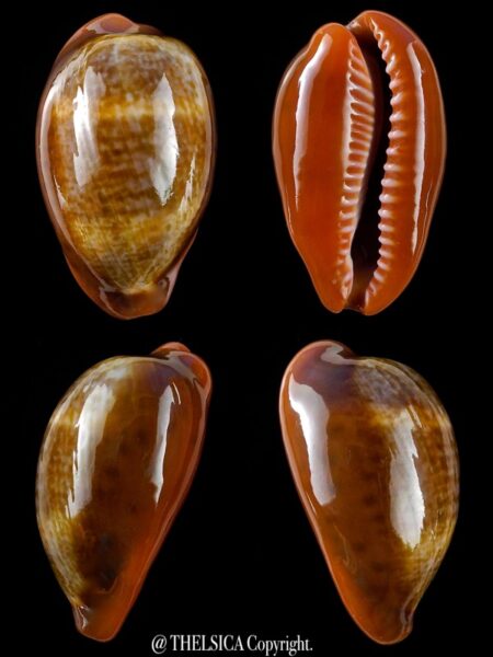 Zonaria pyrum insularum nigromarginata 38 mm Gem-0