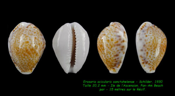 Erosaria acicularis sanctaehelenae 20,2 mm Gem-0
