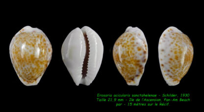 Erosaria acicularis sanctaehelenae 21,9 mm Gem-0