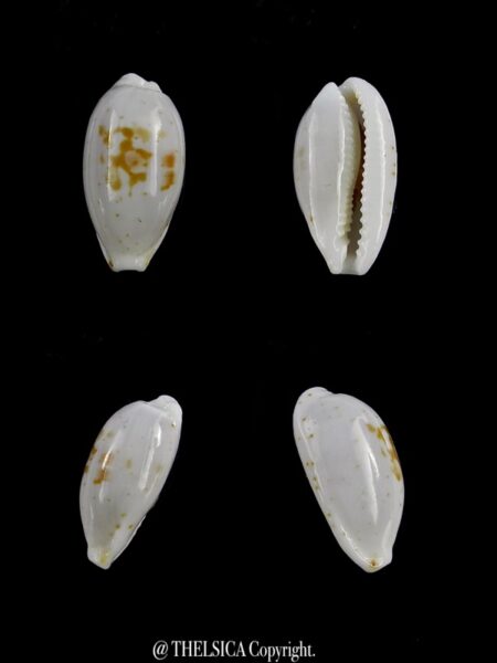 Bistolida goodallii goodallii 14,4 mm Gem-0