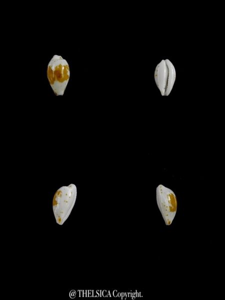 Bistolida goodallii goodallii 7,7 mm Gem-0
