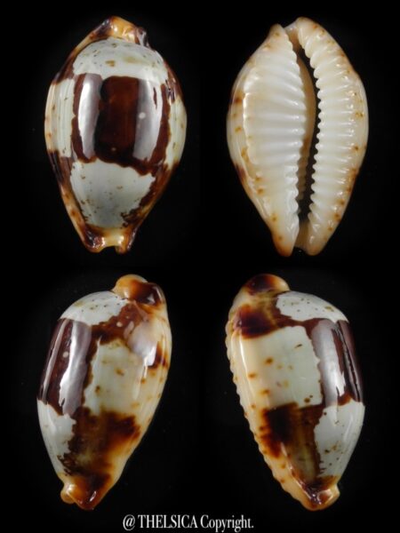 Bistolida stolida crossei 26,1 mm Gem-0