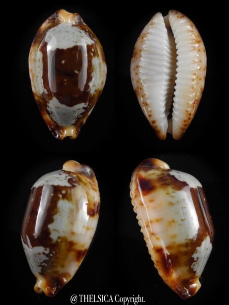 Bistolida stolida crossei 29,6 mm Gem-0