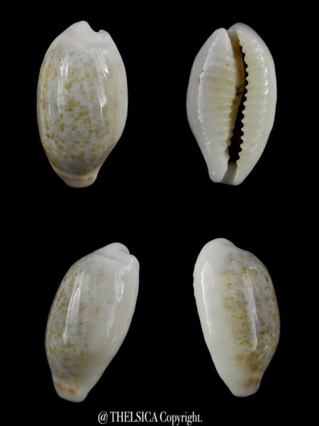 Blasicrura summersi 16,1 mm Gem-0