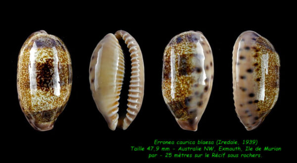 Erronea caurica blaesa 47,9 mm Gem-0