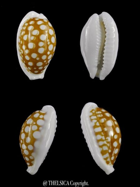 Cribrarula cribraria zadela 21,4 mm Gem-0
