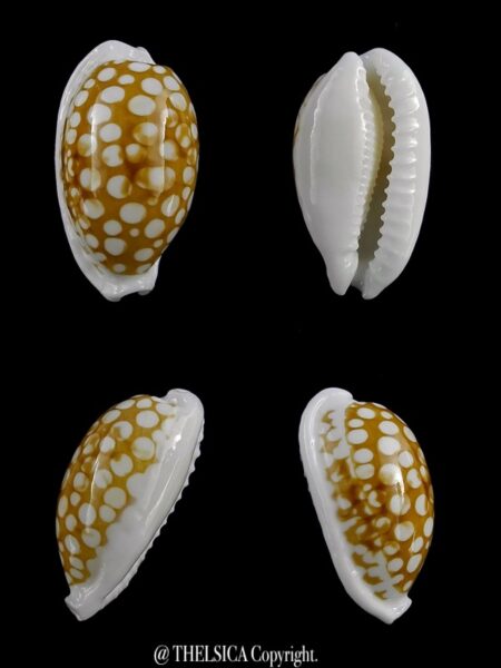 Cribrarula cribraria zadela 23 mm Gem-0
