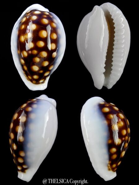 Cribrarula exmouthensis magnifica 30,2 mm F+++/Gem-0