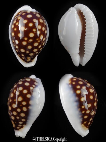 Cribrarula exmouthensis magnifica 36,1 mm F+++/Gem-0