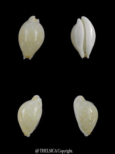 Cryptocypraea dillwyni 12,3 mm-0
