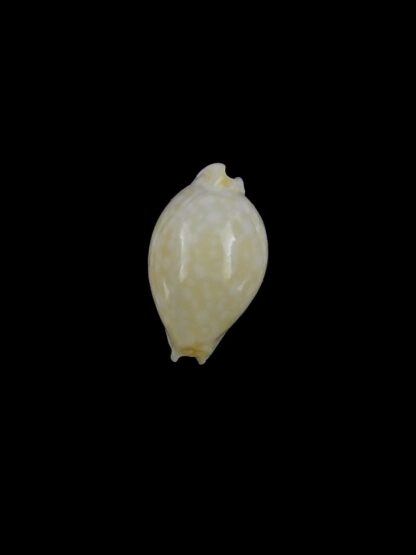 Cryptocypraea dillwyni 12,3 mm-19908