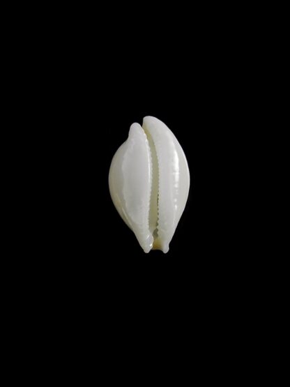Cryptocypraea dillwyni 12,3 mm-19906