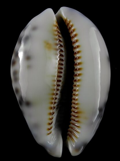 Mauritia histrio westralis 62,2 mm Gem-19949