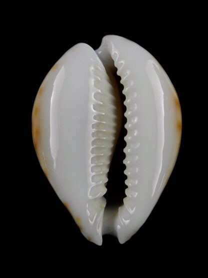 Naria lamarcki redimita phuketensis 31,4 mm Gem-20010