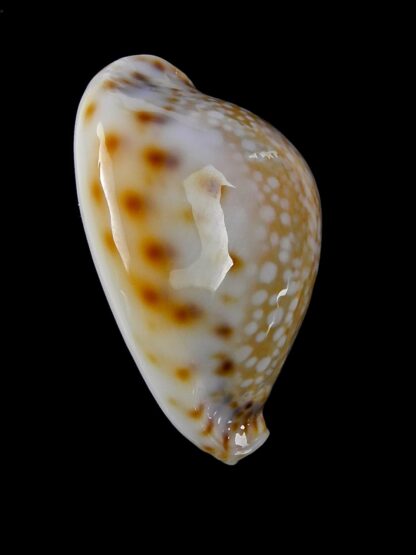 Naria lamarcki redimita phuketensis 31,4 mm Gem-20012