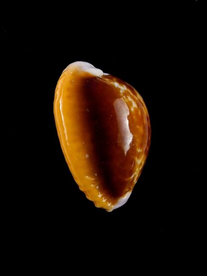 Naria helvolla argella 21,2 mm Gem-19983