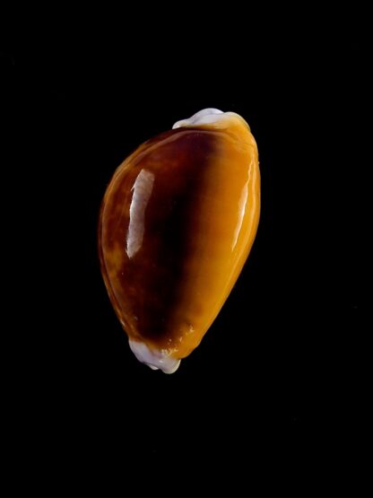 Naria helvolla argella 21,2 mm Gem-19981