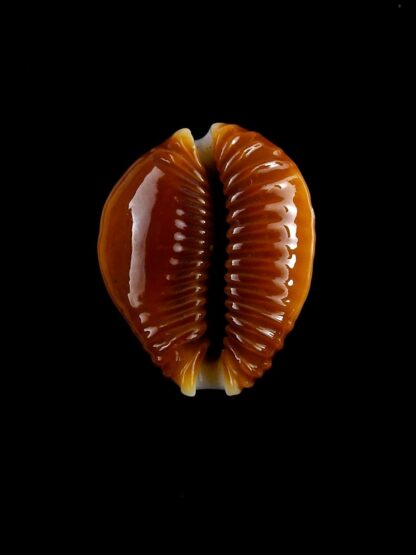 Naria bellatrix 19,7 mm Gem-19973
