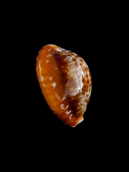 Naria bellatrix 19,7 mm Gem-19969