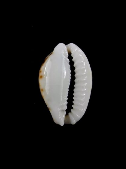 Naria labrolineata nashi 18,2 mm Gem-19993