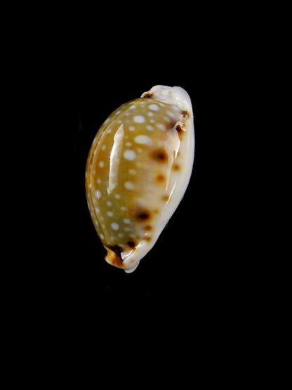 Naria labrolineata nashi 18,2 mm Gem-19990