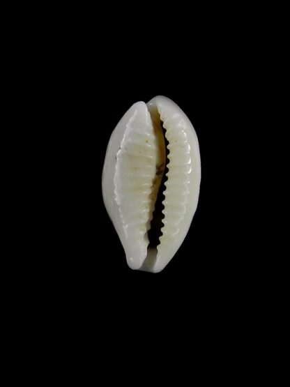 Blasicrura summersi 16,1 mm Gem-19919