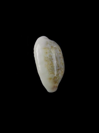 Blasicrura summersi 16,1 mm Gem-19917