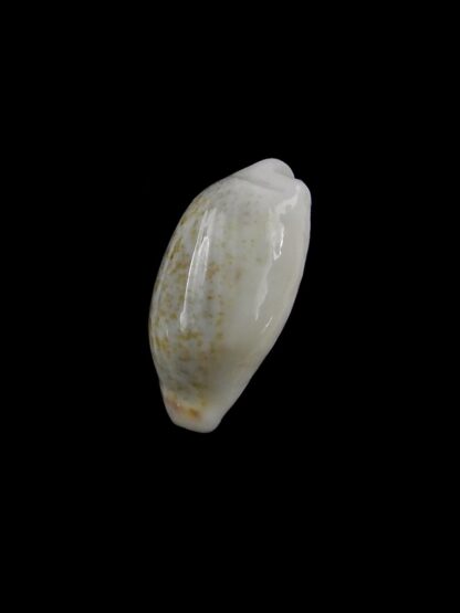 Blasicrura summersi 16,1 mm Gem-19918