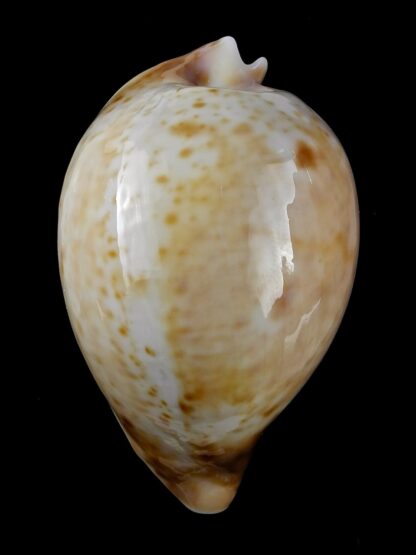 Umbilia armeniaca andreyi 72,9 mm Gem (-)-20051