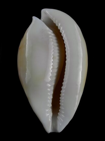 Umbilia armeniaca andreyi 72,9 mm Gem (-)-20052