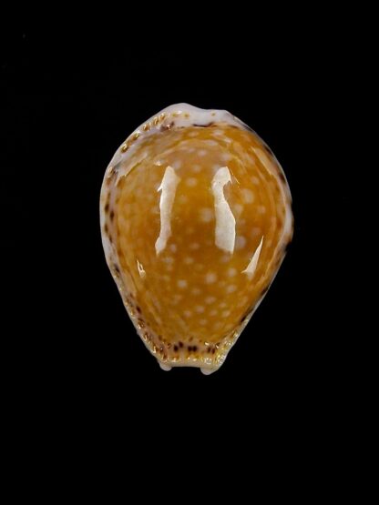 Naria cernica viridicolor 24,1 mm Gem-20125