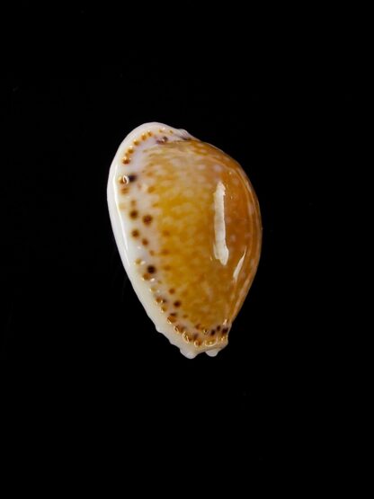 Naria cernica viridicolor 24,1 mm Gem-20121