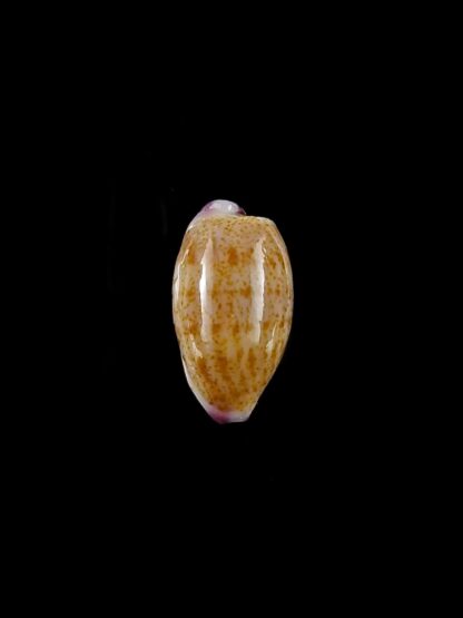 Purpuradusta microdon chrysalis 11,9 mm gem-20305