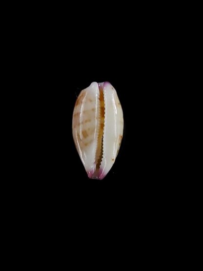 Purpuradusta microdon chrysalis 11,9 mm gem-20307