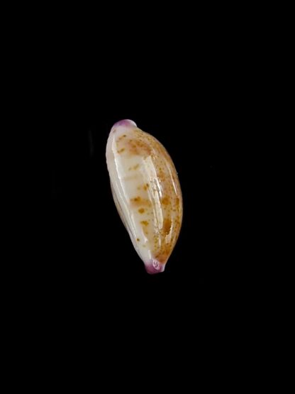 Purpuradusta microdon chrysalis 11,9 mm gem-20309