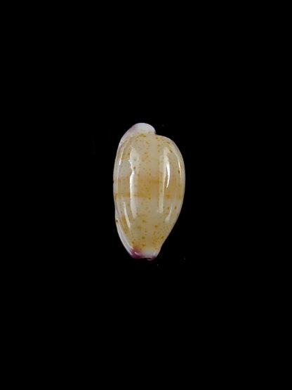 Purpuradusta microdon chrysalis 12,1 mm gem-20326