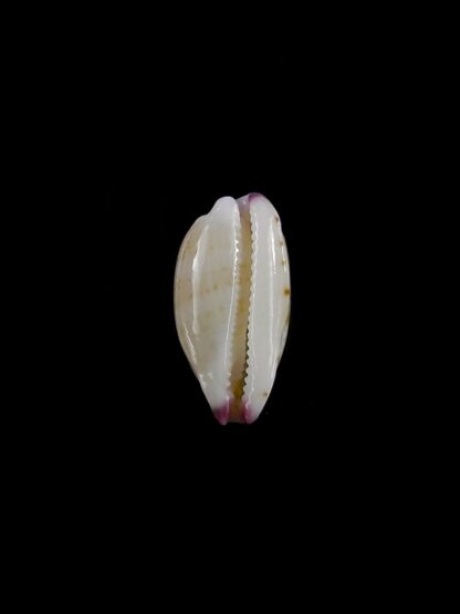 Purpuradusta microdon chrysalis 12,1 mm gem-20327