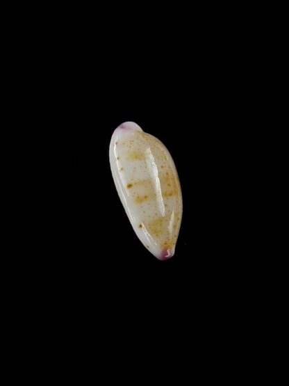 Purpuradusta microdon chrysalis 12,1 mm gem-20329