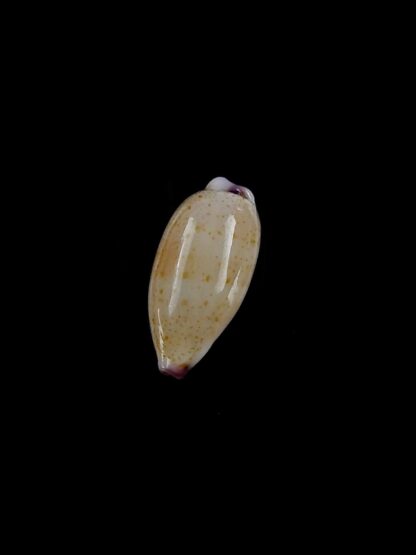 Purpuradusta microdon chrysalis 12,1 mm gem-20328