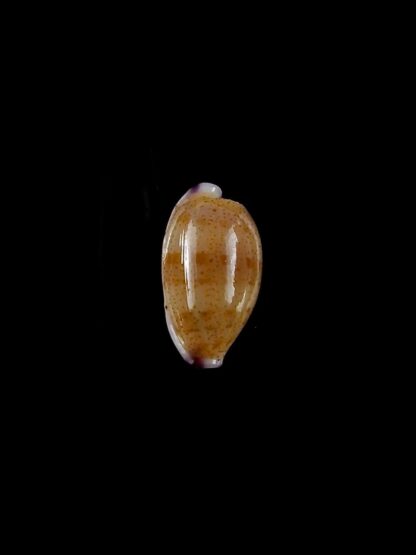 Purpuradusta microdon chrysalis 11,91 mm gem-20315