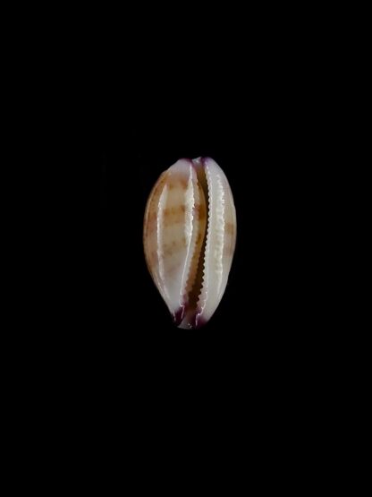 Purpuradusta microdon chrysalis 11,91 mm gem-20319
