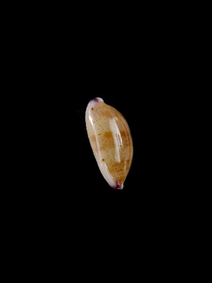 Purpuradusta microdon chrysalis 11,91 mm gem-20316