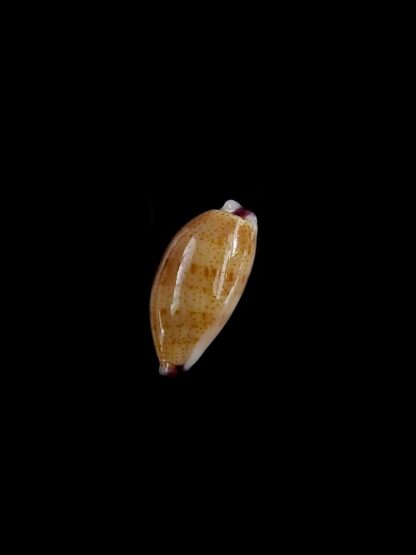 Purpuradusta microdon chrysalis 11,91 mm gem-20318