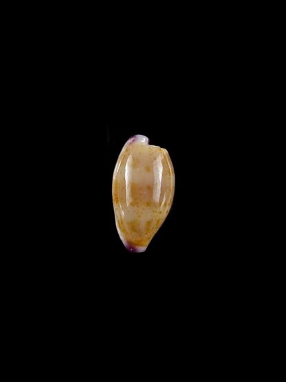 Purpuradusta microdon chrysalis 10,8 mm gem-20277