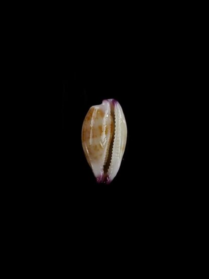 Purpuradusta microdon chrysalis 10,8 mm gem-20279